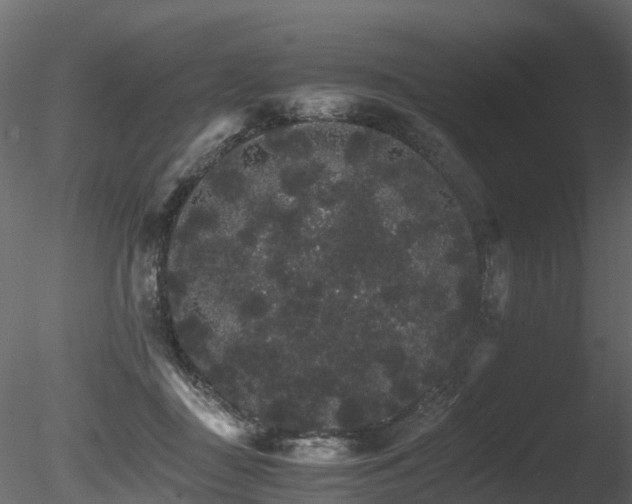 X0000085840363200703161357