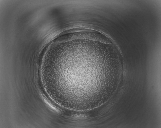 X0000085840445200703161355