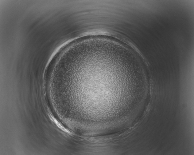 X0000085841116200703161343