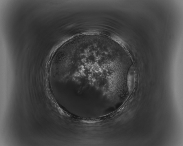 X0000085840337200703231447