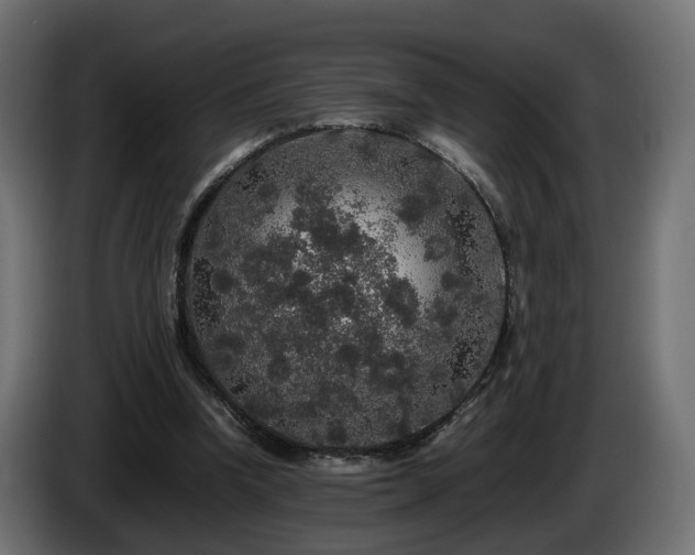 X0000085840346200703231447