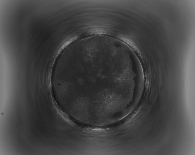 X0000085840390200703231447