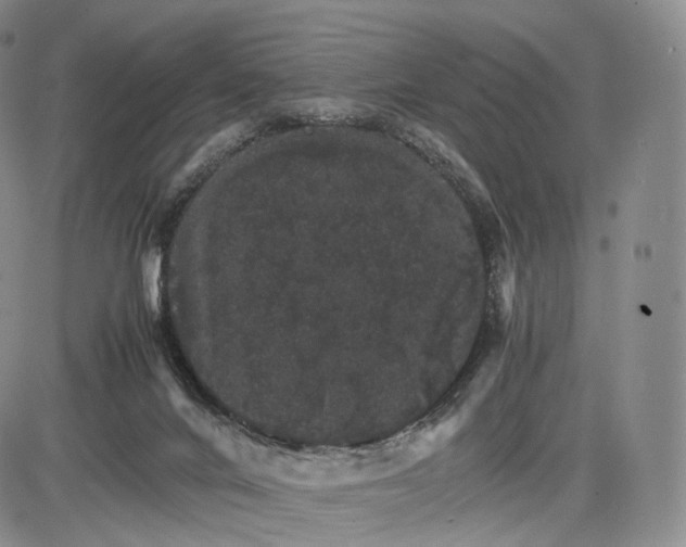 X0000085840024200703301656
