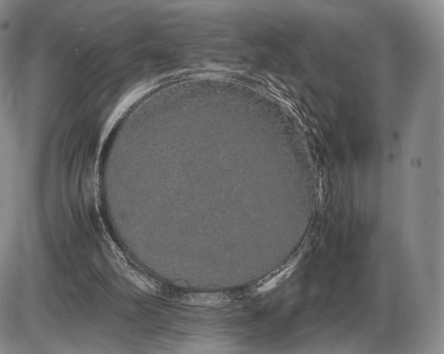 X0000085840102200703301655