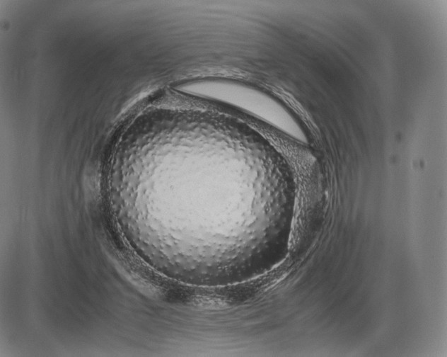 X0000085840207200703301653