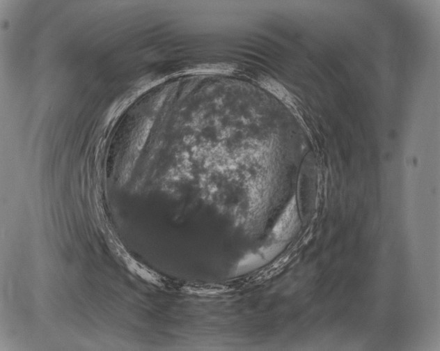 X0000085840337200703301650