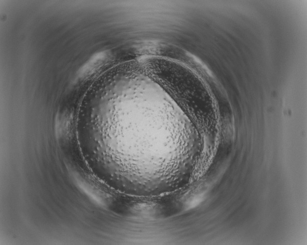 X0000085840364200703301651