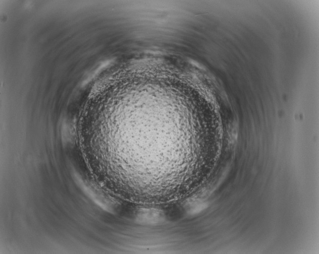 X0000085840376200703301651