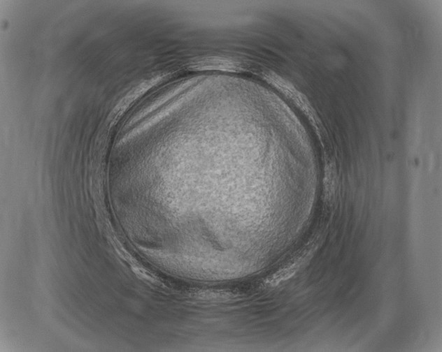 X0000085840529200703301647