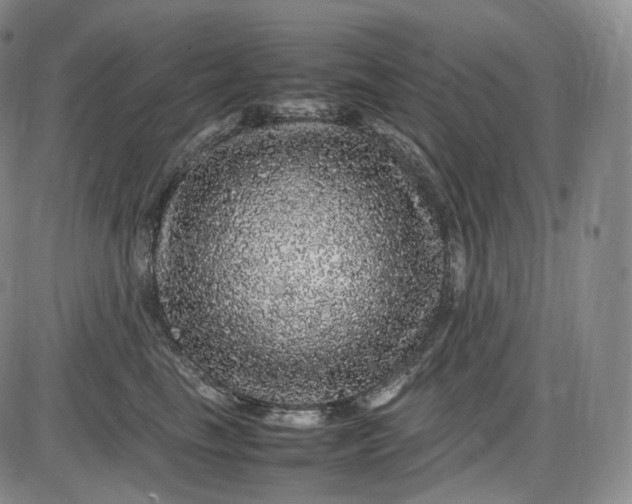 X0000085840665200703301646