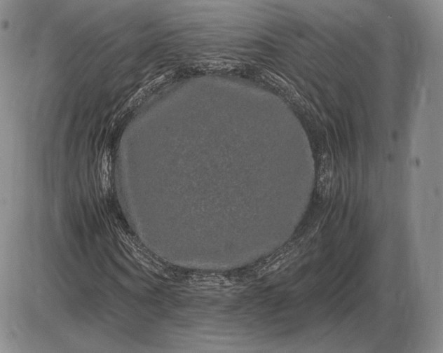 X0000085840866200703301642