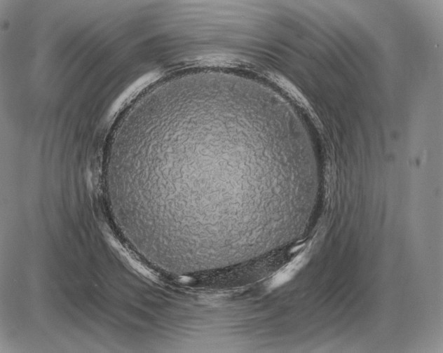 X0000085840930200703301641