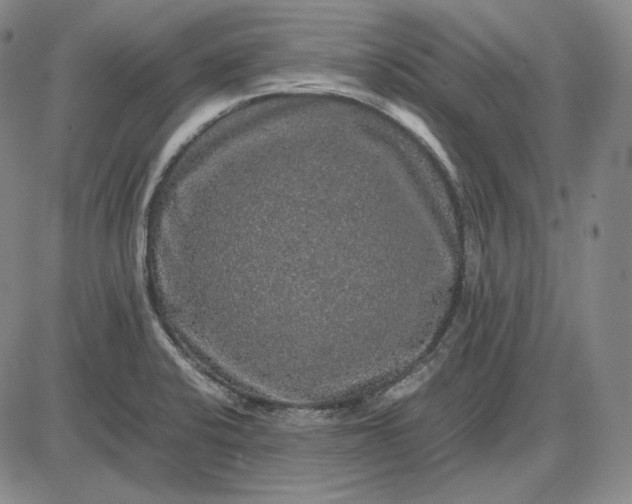 X0000085841424200703301633