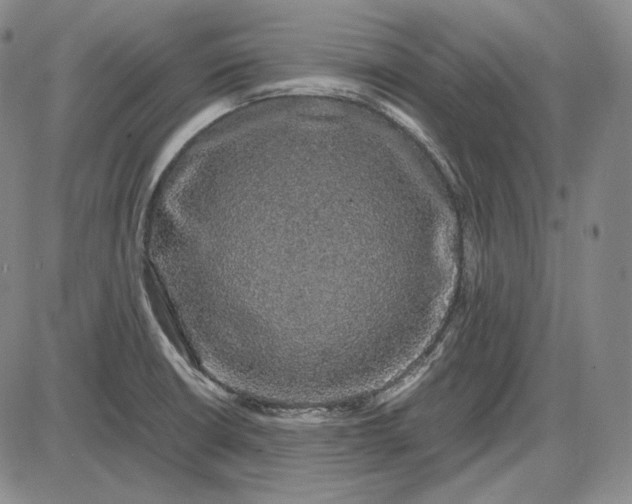 X0000085841426200703301633