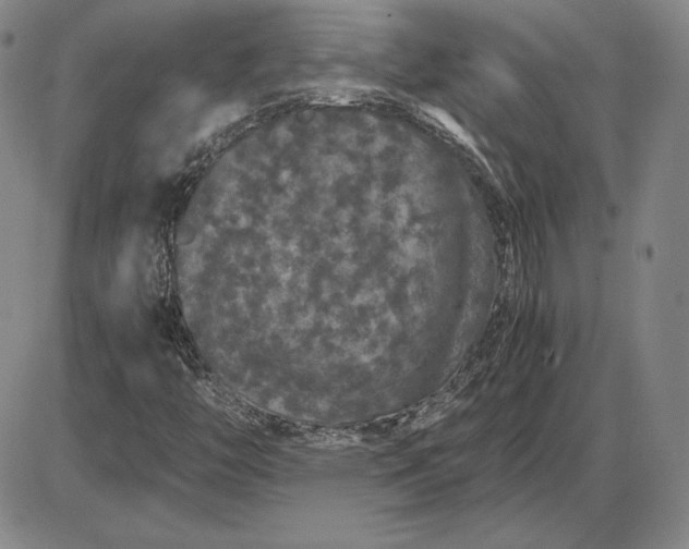 X0000085841446200703301633