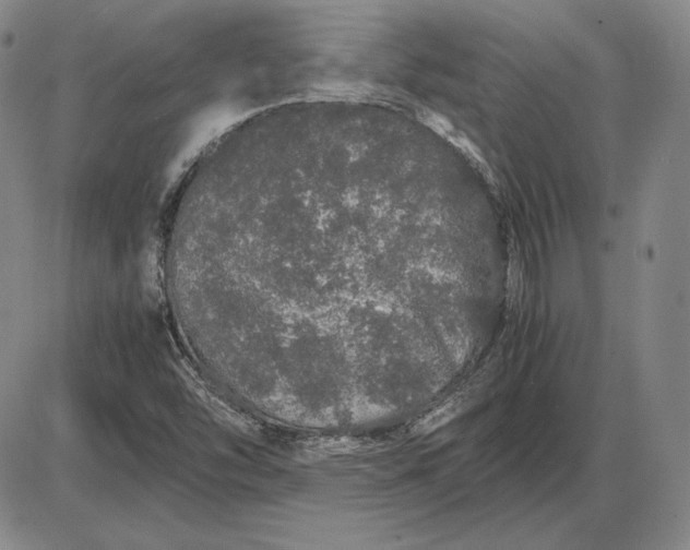 X0000085841454200703301632