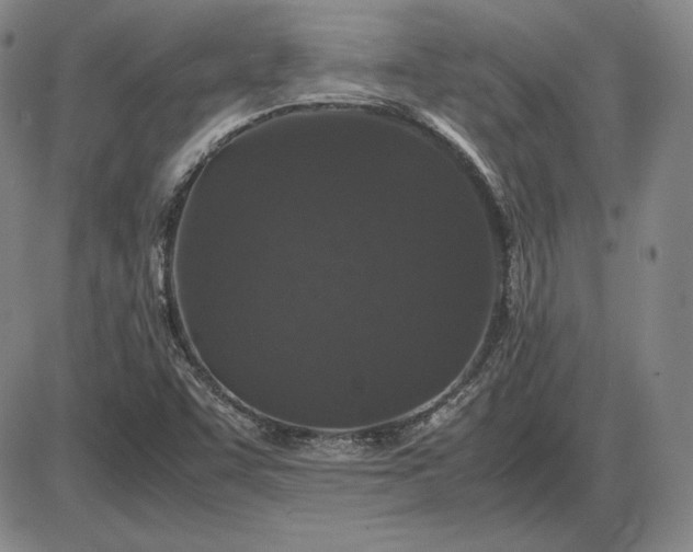 X0000085841455200703301632