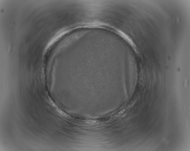 X0000085841456200703301632