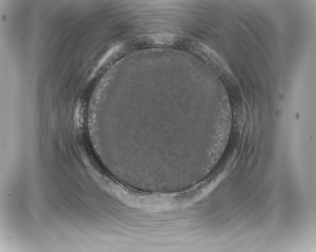 X0000085840032200704091735