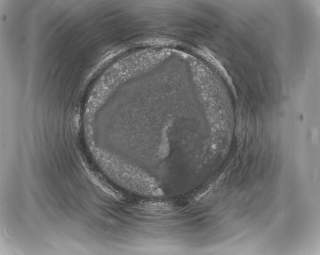 X0000085840063200704091734