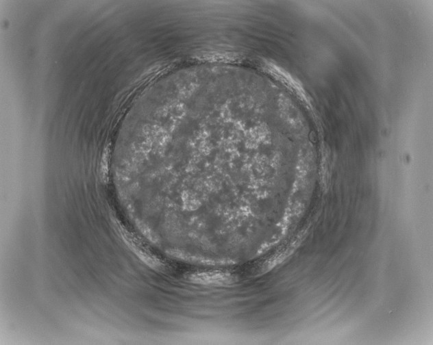 X0000085840065200704091734