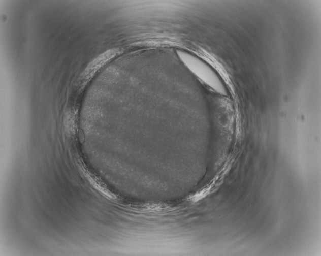 X0000085840105200704091733