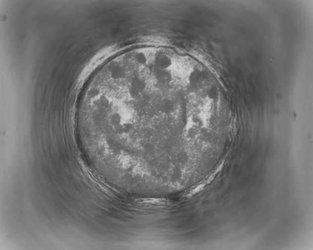 X0000085840151200704091732