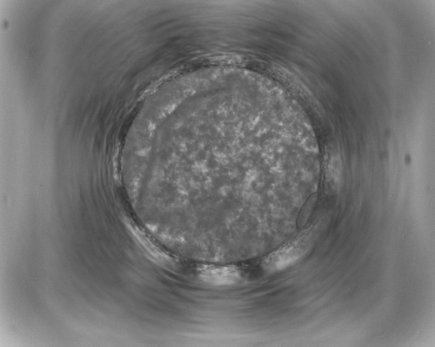 X0000085840185200704091733