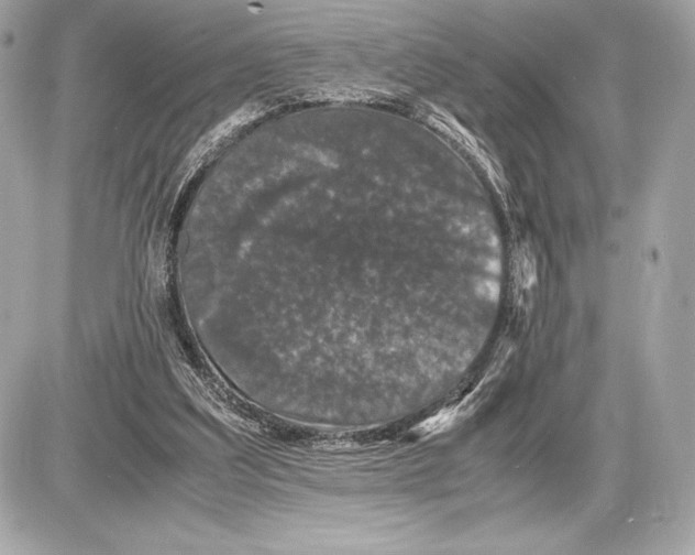 X0000085840203200704091732