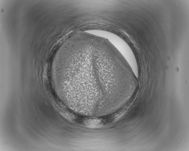 X0000085840217200704091732