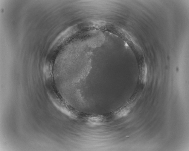 X0000085840236200704091731