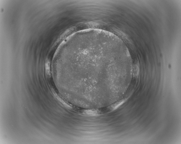 X0000085840238200704091731