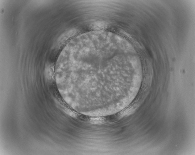 X0000085840240200704091731