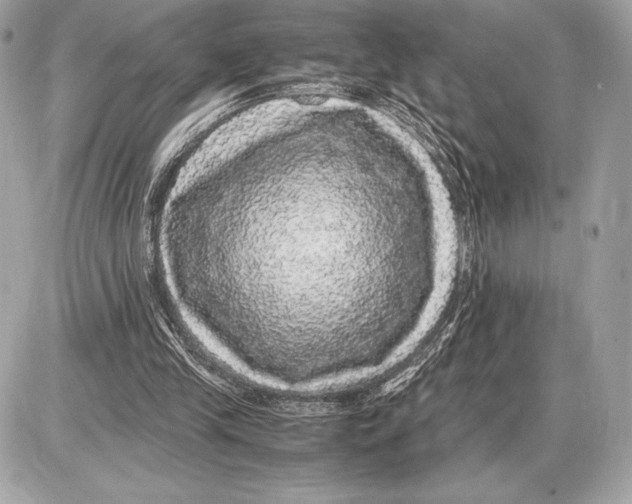 X0000085840245200704091730