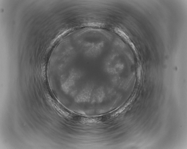 X0000085840249200704091731