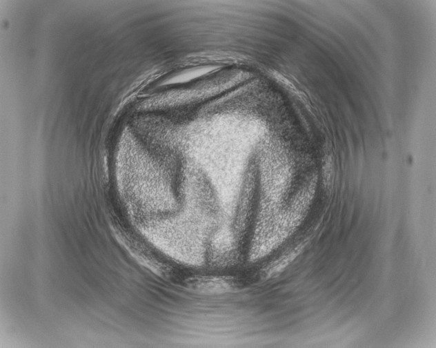 X0000085840254200704091731