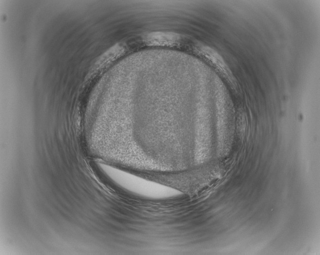 X0000085840261200704091731