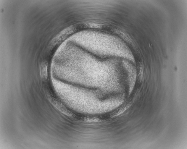 X0000085840262200704091731