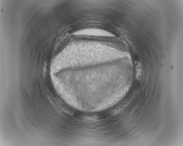 X0000085840263200704091731