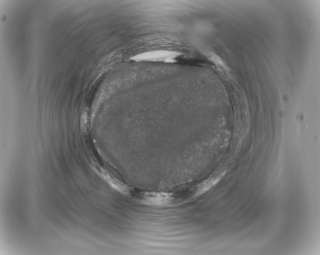 X0000085840288200704091731