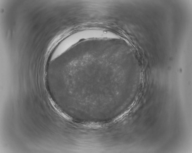 X0000085840293200704091730