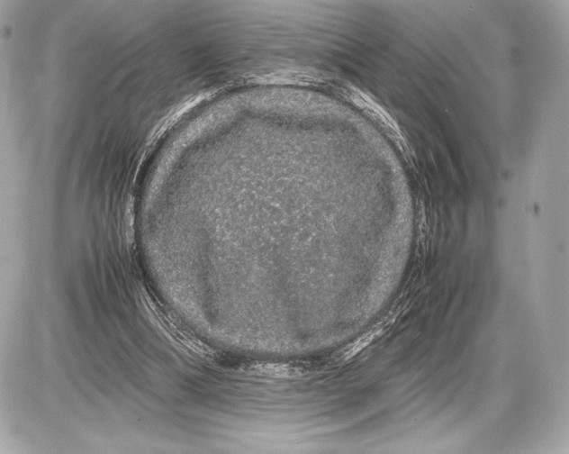 X0000085840298200704091730