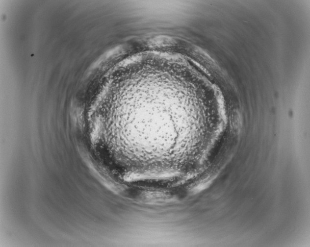 X0000085840327200704091730