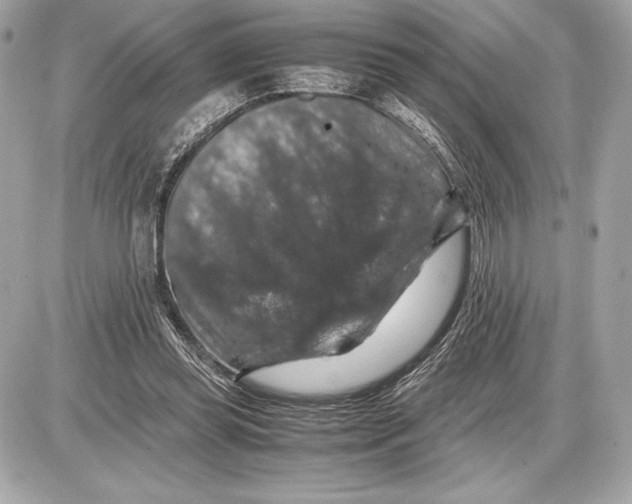 X0000085840349200704091729