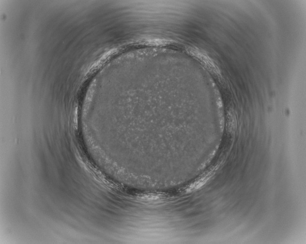 X0000085840358200704091729