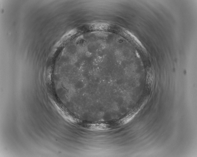 X0000085840363200704091729