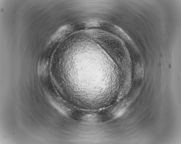 X0000085840364200704091729