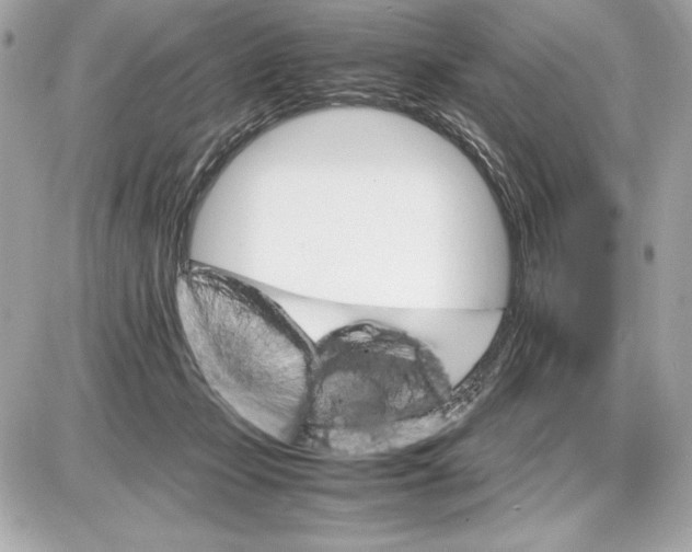 X0000085840365200704091729