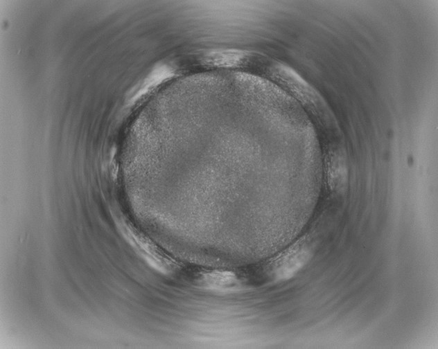 X0000085840374200704091729