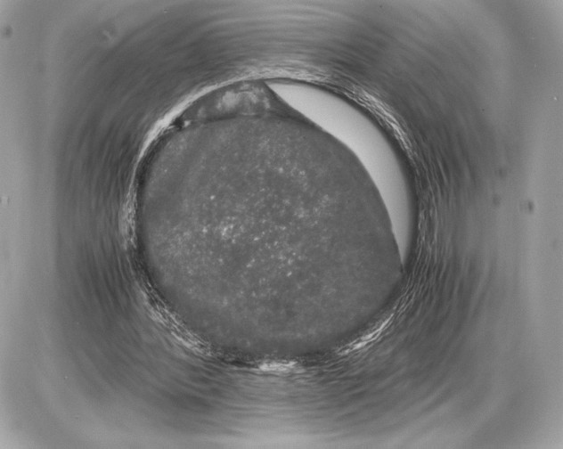 X0000085840388200704091729